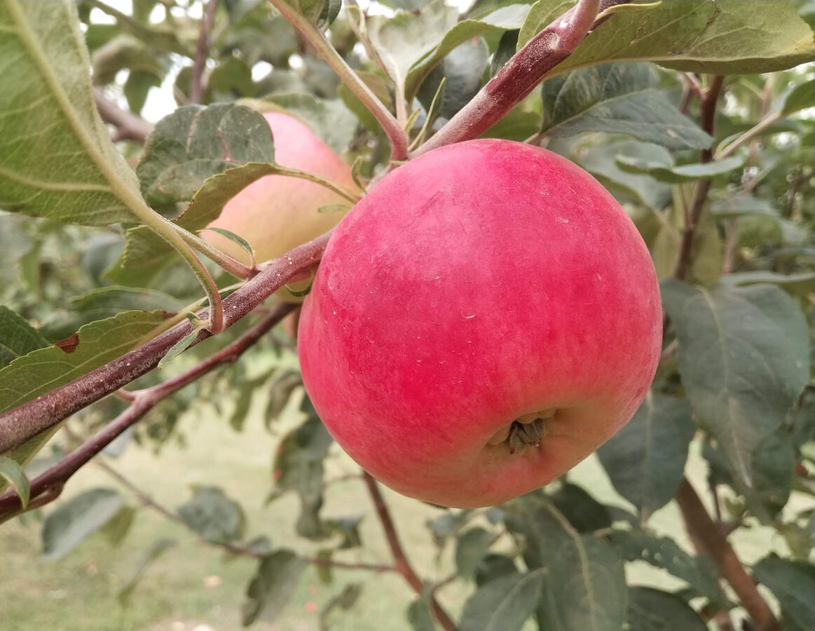 Saskatchewan Apple